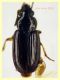 Acupalpus sp.  3 mm. - Tor Caldara 12.8.2023 - (5).JPG