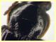 Acupalpus sp.  3 mm. - Tor Caldara 12.8.2023 - (8).JPG
