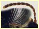 Acupalpus sp.  3 mm. - Tor Caldara 12.8.2023 - (6).JPG
