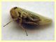 Austroagallia sinuata - 4 mm. alla punta delle ali - Anzio 19.8.2023 - (3).JPG