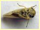 Austroagallia sinuata - 4 mm. alla punta delle ali - Anzio 19.8.2023 - (4).JPG