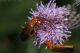 Rhagonycha_3.jpg
