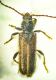 Poecilium Glabratum.jpg
