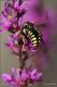 Hymenoptera-sp-20230806-003.jpg