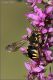 Hymenoptera-sp-20230806-008.jpg