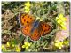Lycaena alciphron, femmina, Madonie, Vallone di Zottafonda, 14 giugno 2003.jpg