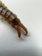 Scolopendra cingulata (6).JPG