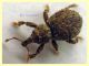 Styphlidius italicus - 2,1 mm. col rostro -Anzio 11.9.2023 - (6).JPG