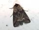 DSCN9381.JPG