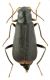 Malachiidae g. sp..jpg