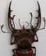 Lucanus laos testa.jpg