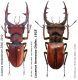 Lucanus marazziorum Zilioli, 2012.JPG