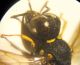 Ectemnius 017 A.jpg
