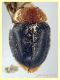 Cryptolaemus montrouzieri - 2,1 mm. e 4 mm. - Anzio Tor Caldara 7.9.2023 - (2).JPG