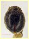 Cryptolaemus montrouzieri - 2,1 mm. e 4 mm. - Anzio Tor Caldara 7.9.2023 - (3).JPG