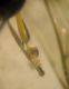 Crossocerus 009 A.jpg