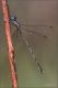 Lestes-sp-20231009-006-JMWf.jpg