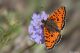 DSC_9580n.jpg