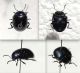 23 9-68-CM1) Chrysolina sp. - 1.jpg