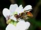 synema con andrena.JPG