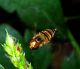 Episyrphus balteatus03.jpg