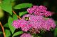 DSC07243.jpg