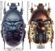 Protaetia (Netocia) squamosa ssp. Lefebvre, 1827.jpg
