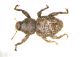 Curculio.jpg