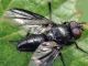 Nyctia halterata (Panzer 1798)  - Anzio 6.6.2009 - (1).JPG
