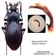 Carabus (Pachystus) hortensis pindicus Deuve, 1994.jpg