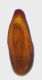Brachinus-edeago-visione-dorsale.jpg