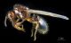 Solenopsis invicta 02_Fontane Bianche (SR)_22.11.2023thumb.jpg