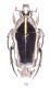 Holotype.jpg