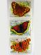 Afghanistan - Pararge aegeria, Nymphalis antiopa, Polygonia c-album.JPG