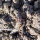 stafilinide_larva 2.jpg