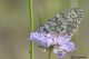 melanargia russiae02.jpg
