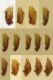 1,7 mm. - orphana.jpg