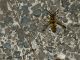 Catocala_e_vespa_2_Serrone_21-VIII-2010.jpg