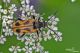 ruptela maculata47.jpg