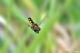syrphide volo09.jpg