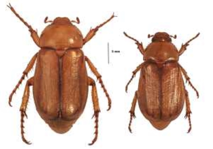 Habitus di Amadotrogus luigionii n.sp..jpg