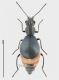Charopus cf rotundatus rid.jpg