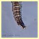 larva.JPG