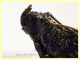 Pyralidae 7.5.2024 - circa 10 mm. - (26).JPG