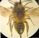 Andrena 001 A.jpg