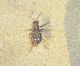 Lophyridia littoralis nemoralis 2.JPG