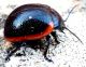 Chrysolina sanguinolenta.jpg