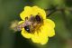 Ape-solitaria-20240510-003-W.jpg