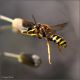 Anthidium-sp-20230424-001-DPPQf.jpg