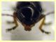 prob. Cryptocephalus labiatus su foglie giovani di Corbezzolo dai 2 ai 2,5 mm. - Anzio 17.5.2024 - (3).JPG